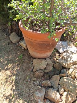 Free terracota pots with plants