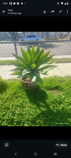 Foxtel agave plant
