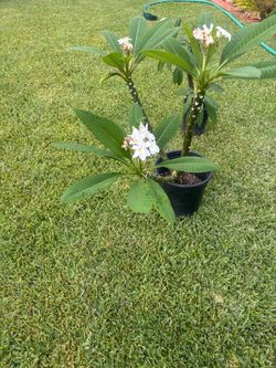 Potted Plumeria Plant with White Flowers