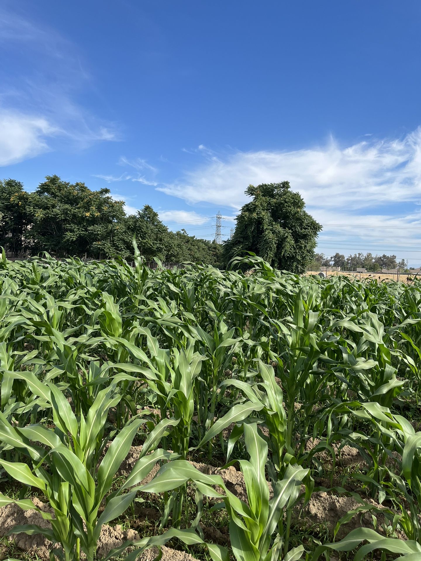 Buenas Tardes Para Todas Las Personas Interesadas. Ya Hay Hojas De Milpa. $3 La Docena