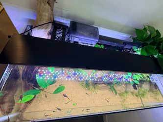 High-Yield Fancy Guppy & Endler Breeder Colony – Active Lot