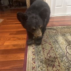 Black Bear Cub Taxidermy