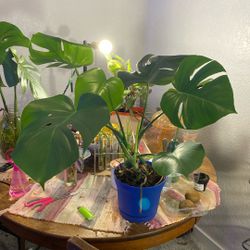 Monstera Plants