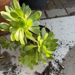Planta Natural