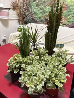 🌿Beginner-friendly houseplants🩷Super Hardy Variegated Peperomia Plant🌿PLS Read Description🩷