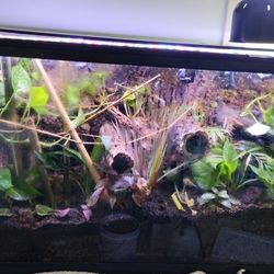  48x12x24  Reptile Enclosure fully bioactive planted tank? I just need to free up some space  im willing to trade potentially for day geckos or cre