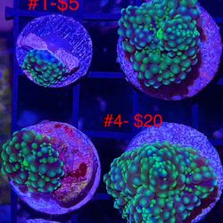 Canvas Soft Coral Display Frame 4x6