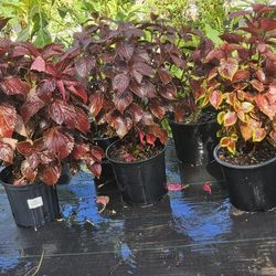 Coleus 3 Gal/ Colios De 3 Galones 