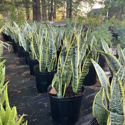 Lengua De Suegra/snake plant