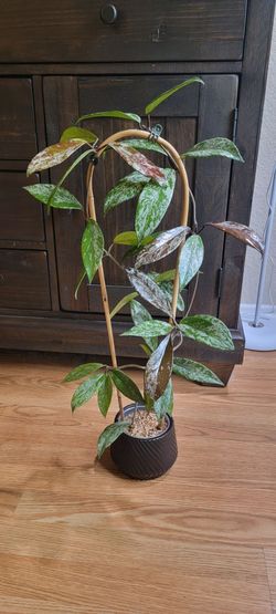 Super splashy Hoya pubicalyx trellissed plant in ceramic pot