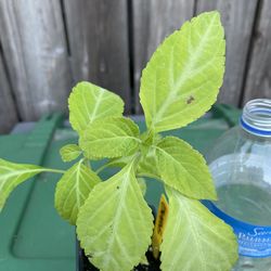 Owens Salvia Divinorum Plant - Sage of the Diviners - Yerba de la pastora - Hierba de los dioses - ska maria planta aztec azteca maya oaxaca
