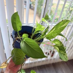 Pothos Plant 🌱 