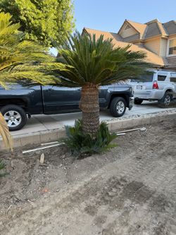 Sago Palm Trees – 4 to 5 ft | Beautiful & Healthy