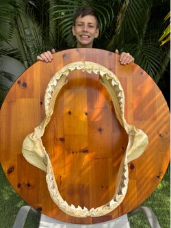 Tiger shark >>bring best offer!!!