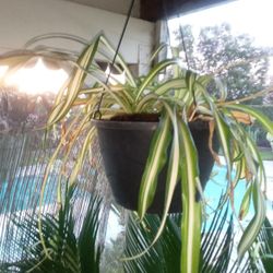 Hanging Spider Plant In A Pot $16