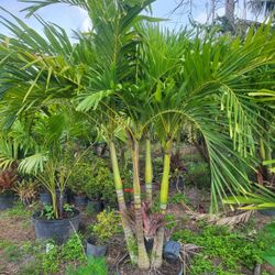 Christmas Palm 