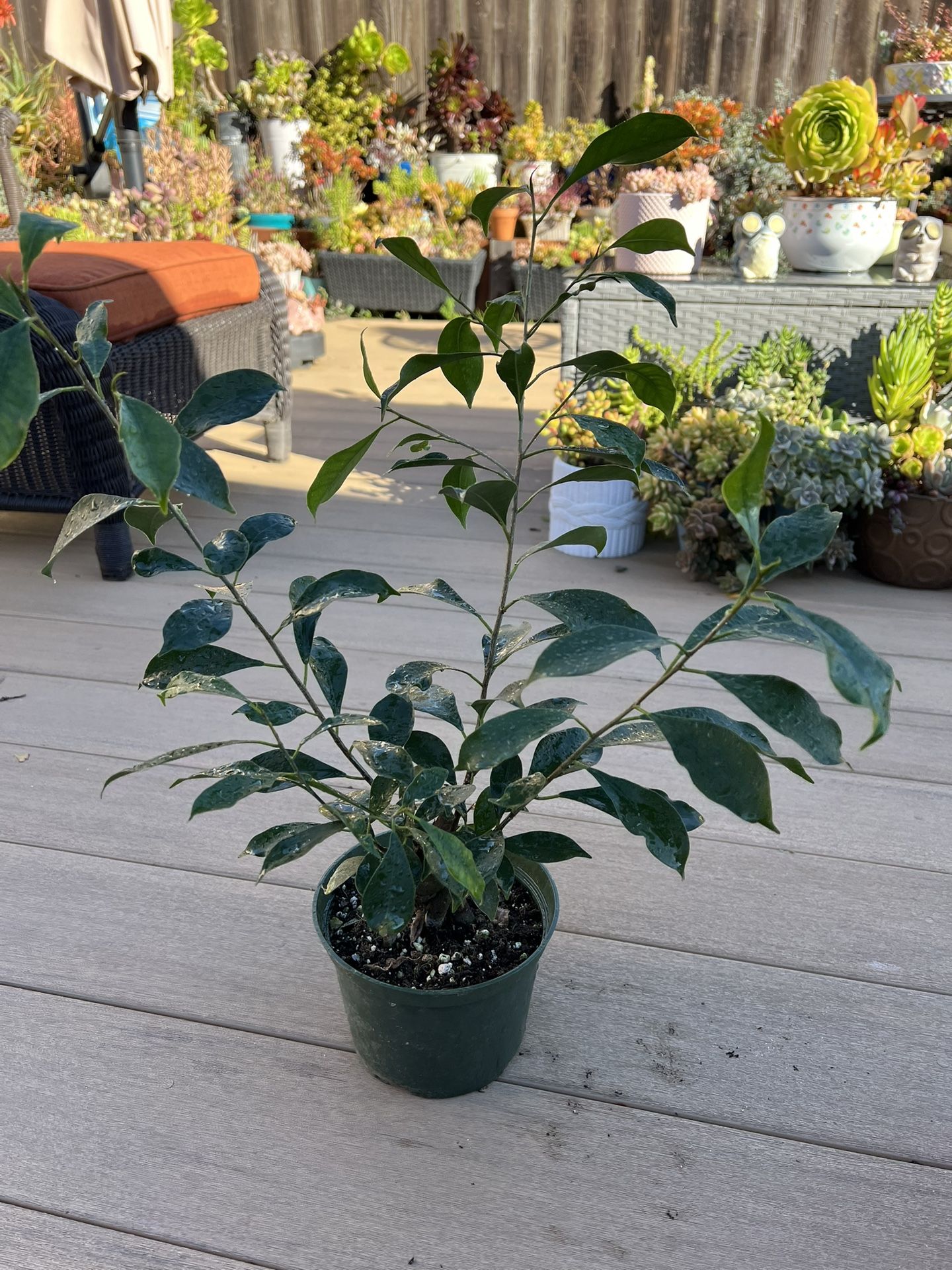 Ficus Ginsing Bonsai live Plant in a 6” nursery pot. Check profile for more plants