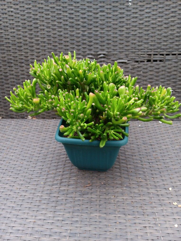 Succulents