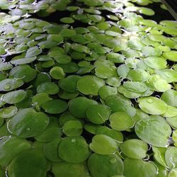 Amazon Frogbit 20 Aquarium Plants