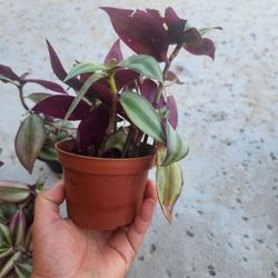Wandering jew plant/ tradescantia zebrina 