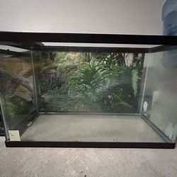 Lizard tank