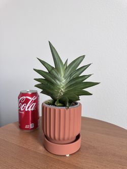 Sansevieria Emerald Wing