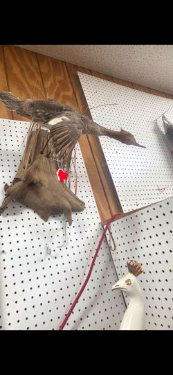 Taxidermy common merganser