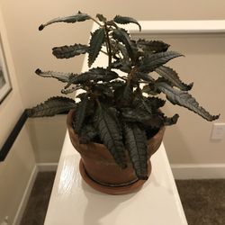 Dark Mystery Plant In Terracotta Pot