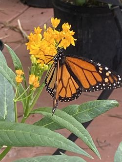 Milkweed Plants Monarch Butterfly 