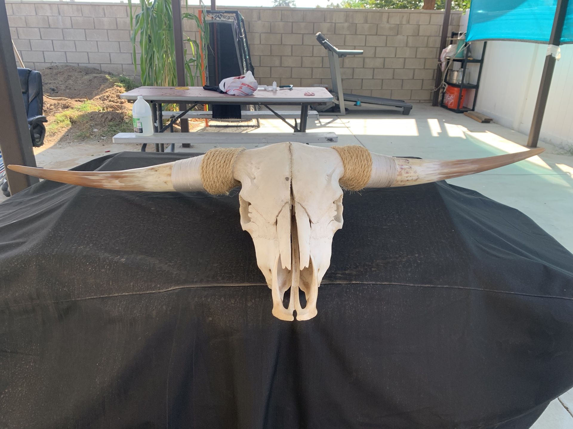 51 Inches Bull Horns Head