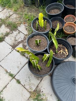 Rooted Pink flesh and assorted  Dragon fruit plants