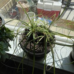 Ponytail Palms In Clay Pots With Drip Trays