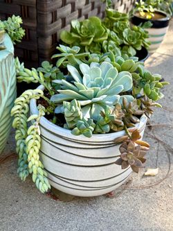Succulent planter
