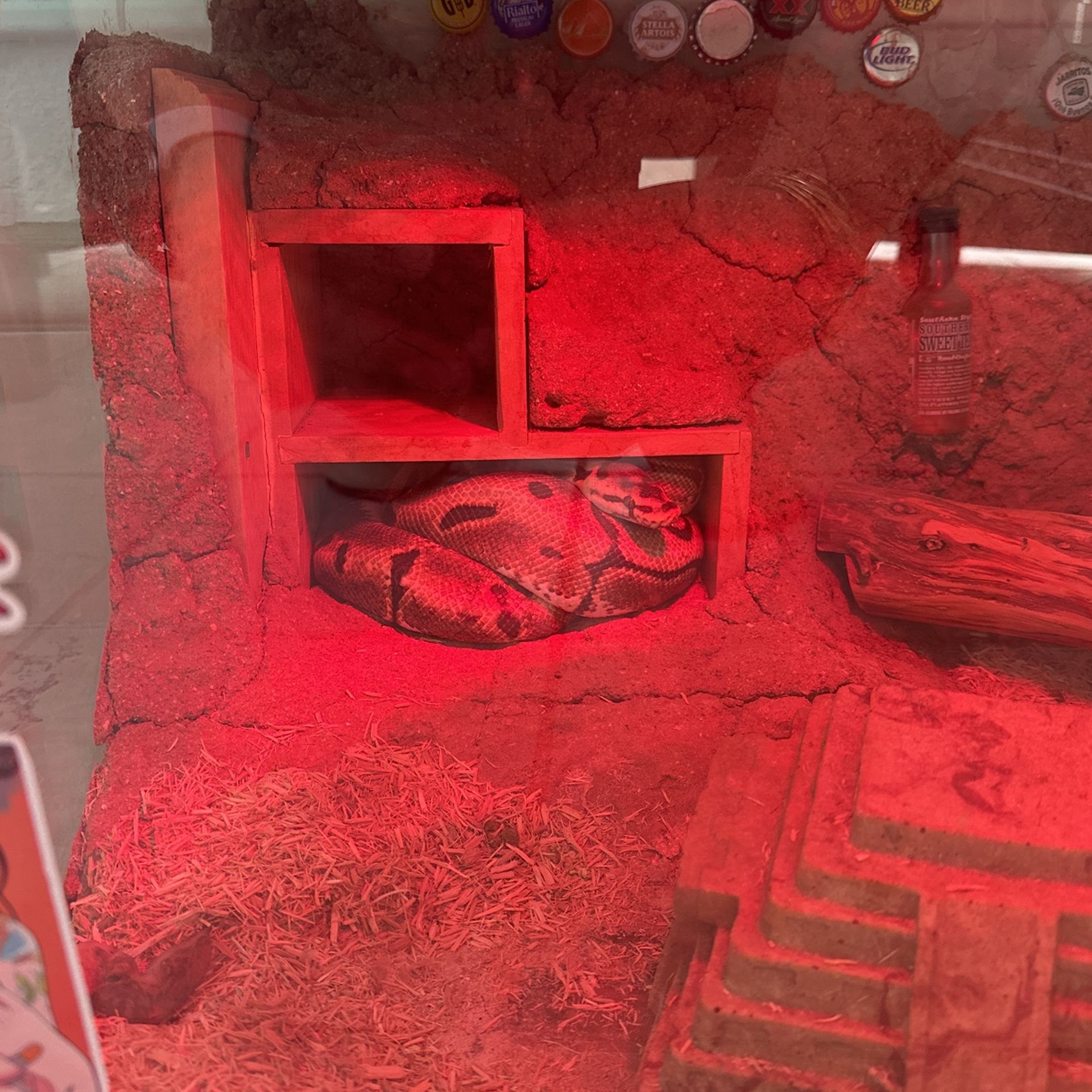 Female Ball Python