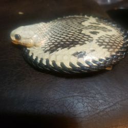 Authentic Cobra Buckle