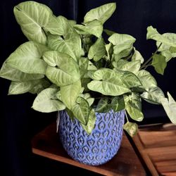 Syngonium podophyllum