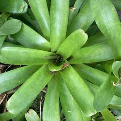 Bromeliads For Sale!!!🪴