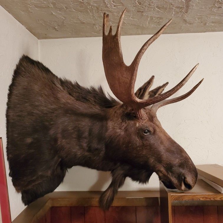 Moose Head Taxidermy Mount