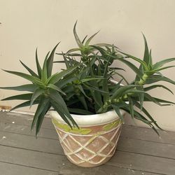 Succulent Aloe Vera ciliaris