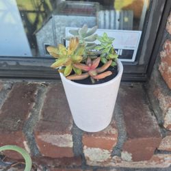 Beautiful Succulent Planter 