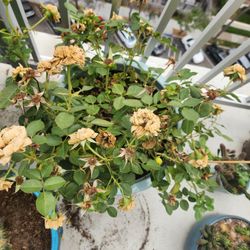 miniature rose plant and blue ceramic pot 