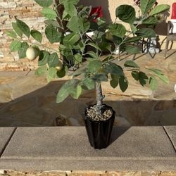 SILK PLANT- Black Ceramic Vase