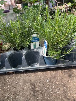 Rosemary Plant 🪴