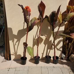 Canna Tropical Plant
