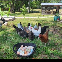 Fresh Eggs 