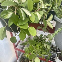 Hoya Plants 🪴 6  Leaves 🍁  One Cut In Pot 