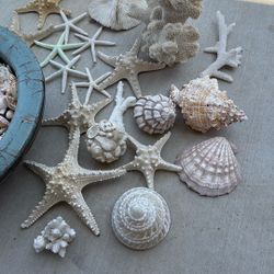 Seashells