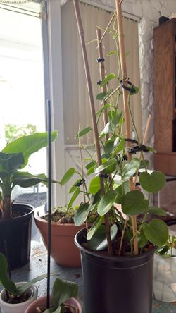 Plants (Exotic and Edible Fruit/Veggies)