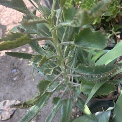 Calanchoe