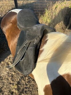 english saddle